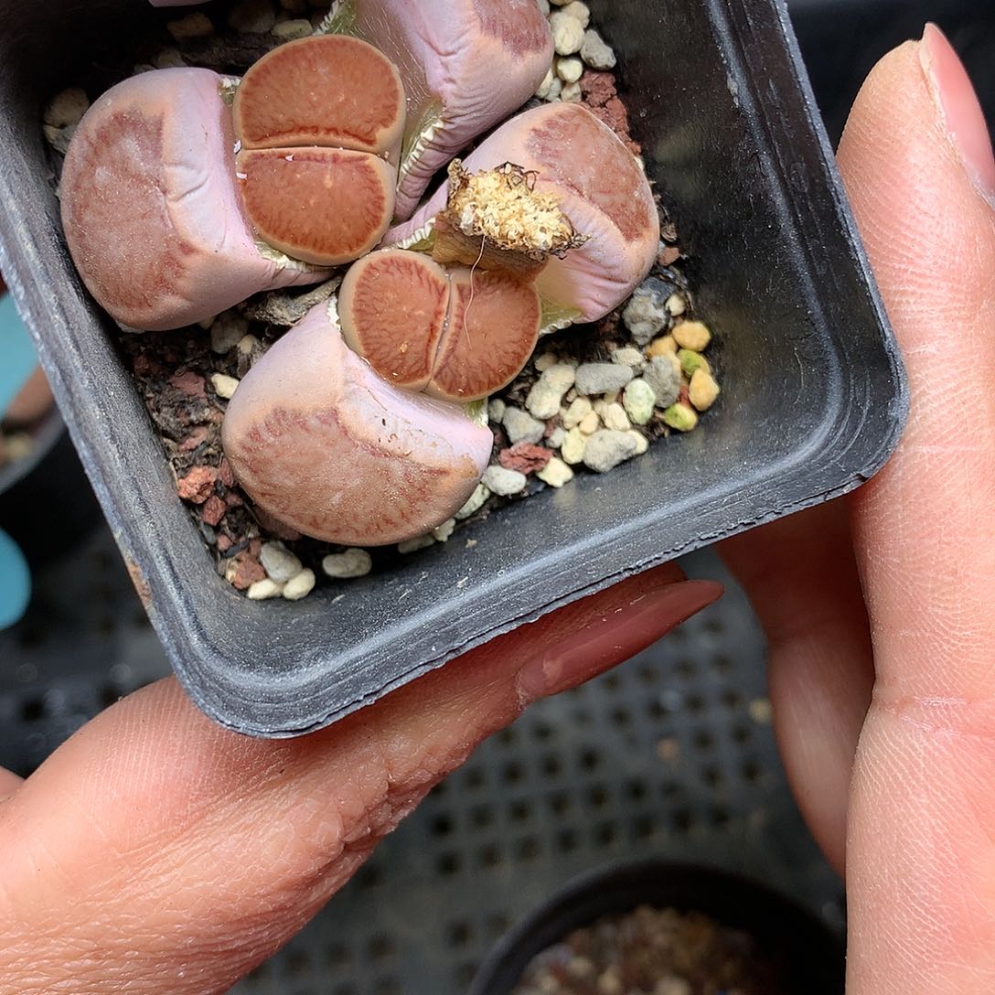 A190多肉植物保护研究所