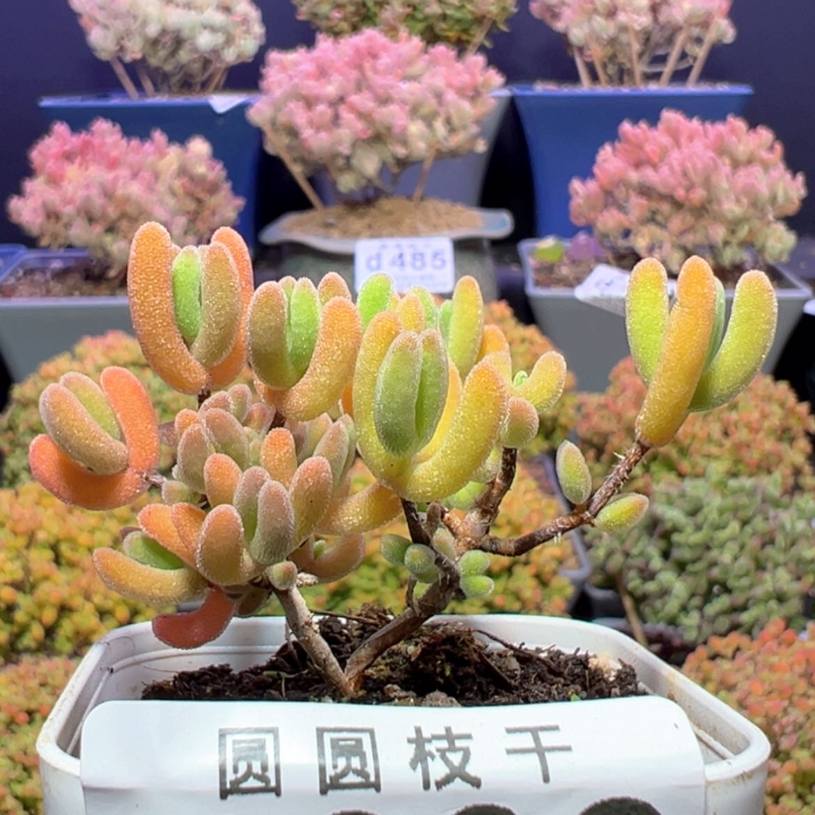 【闪购商品】d332实生闪闪枝干番杏