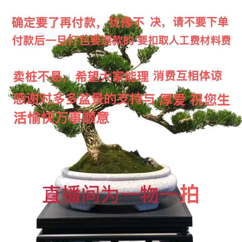 黄杨，虎皮榕，罗汉松，榆树，雀梅，直播间一物一拍，按对应的价格下单