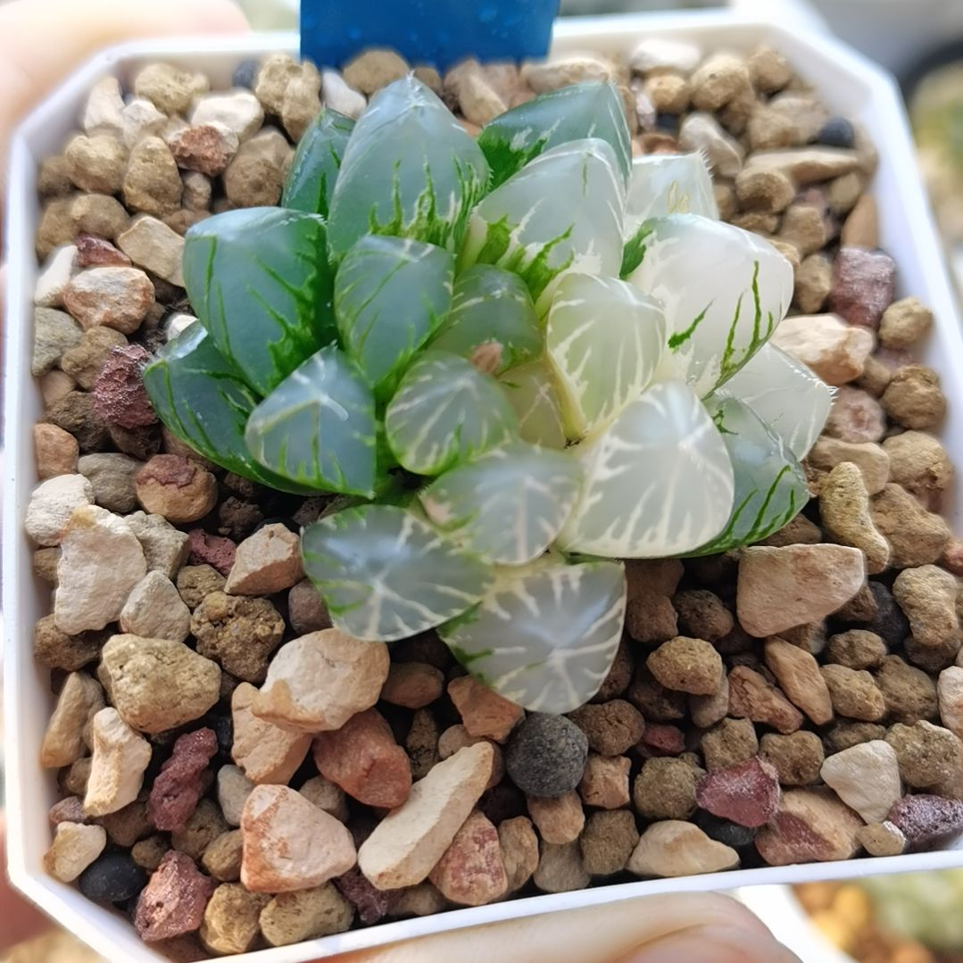 15号一物一拍带盆土发货