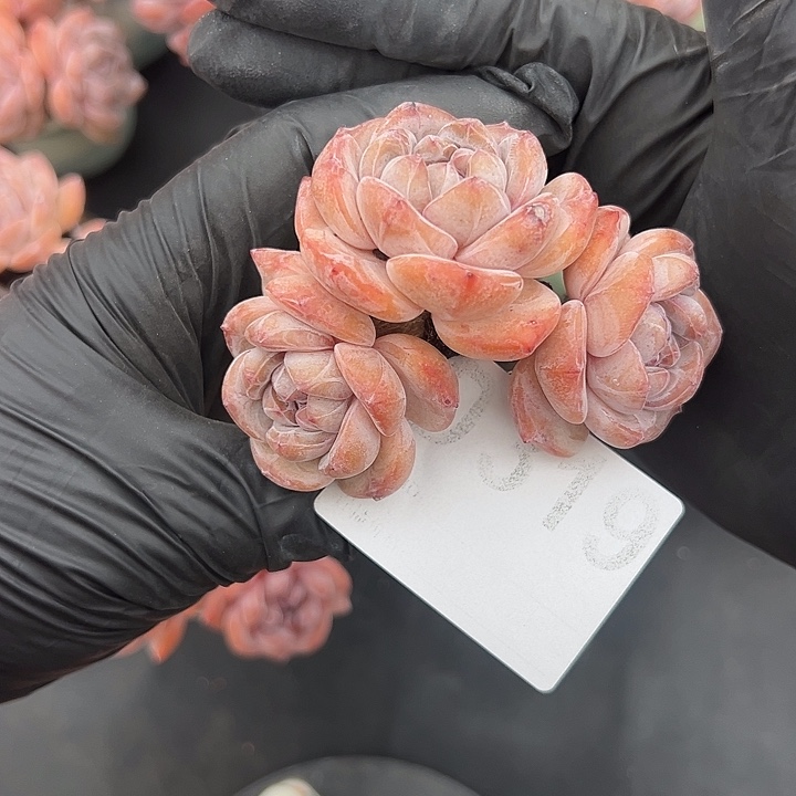 咸***头三头星影带盆发319