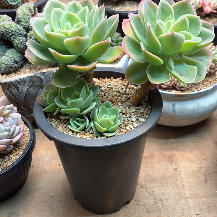 多肉植物，星娜塔