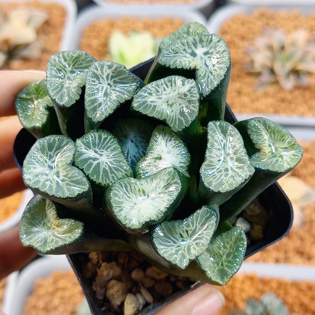 ****s无花朵十二卷白妙母本