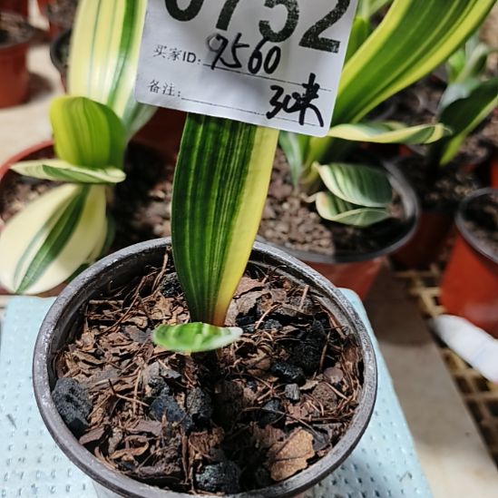 芝***1完全开放07520752