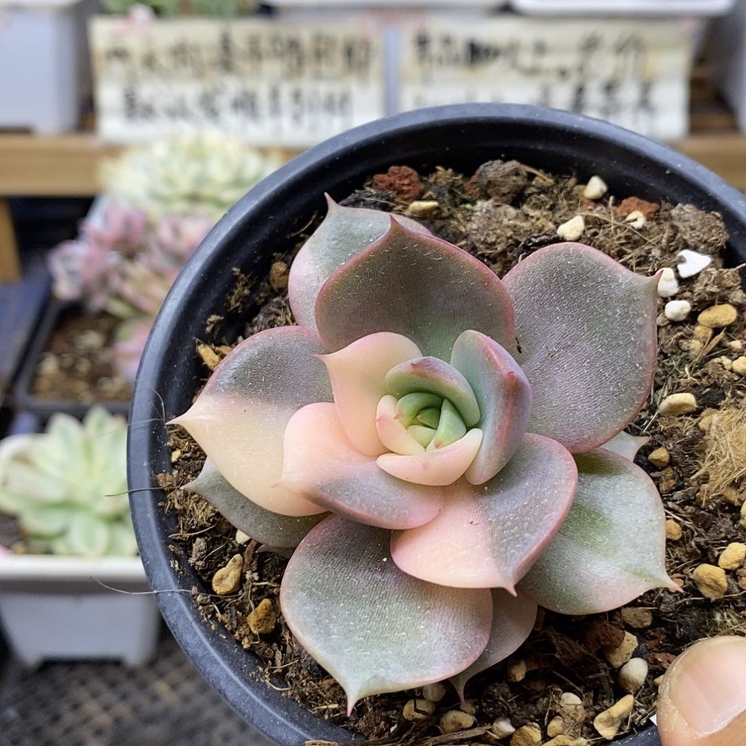 0968 贝加尔湖花脸锦