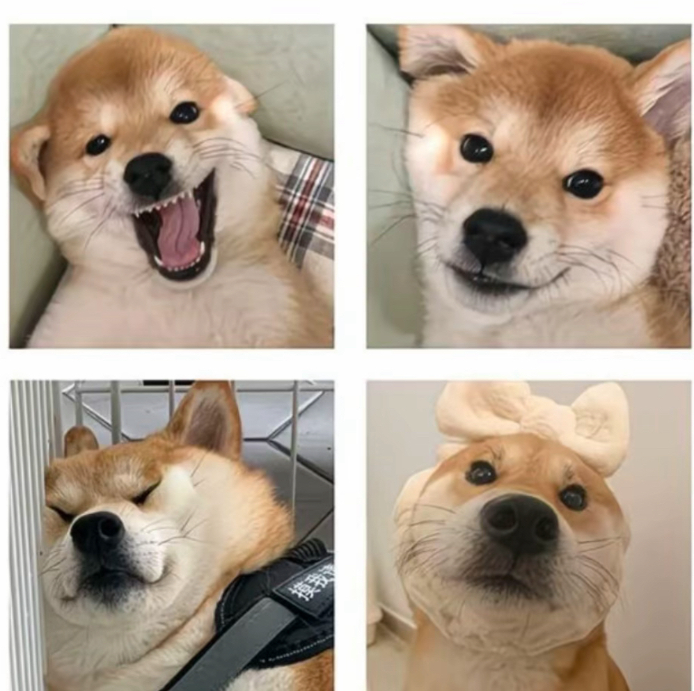 可爱柴犬宠物家庭饲养必备萌宠