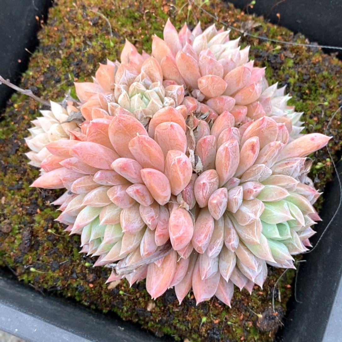 可问主播品种，下滑链接更多品种选择_310