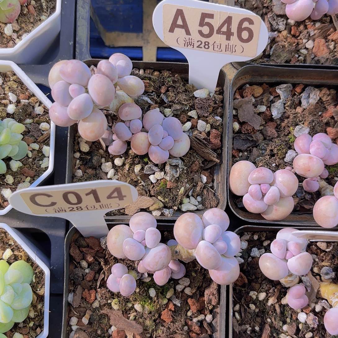 A546水光针奶酪一物一拍