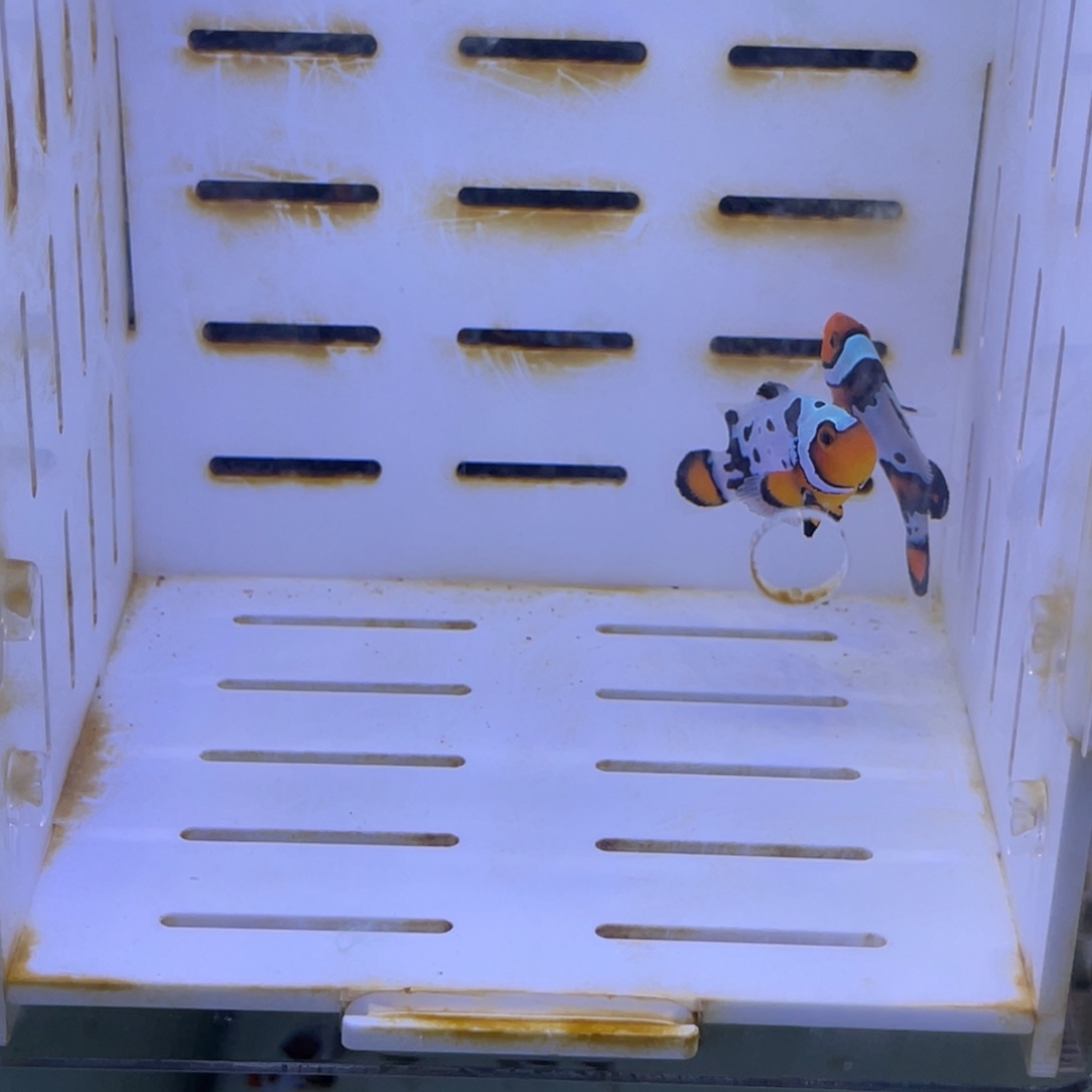 海水血印一对11111