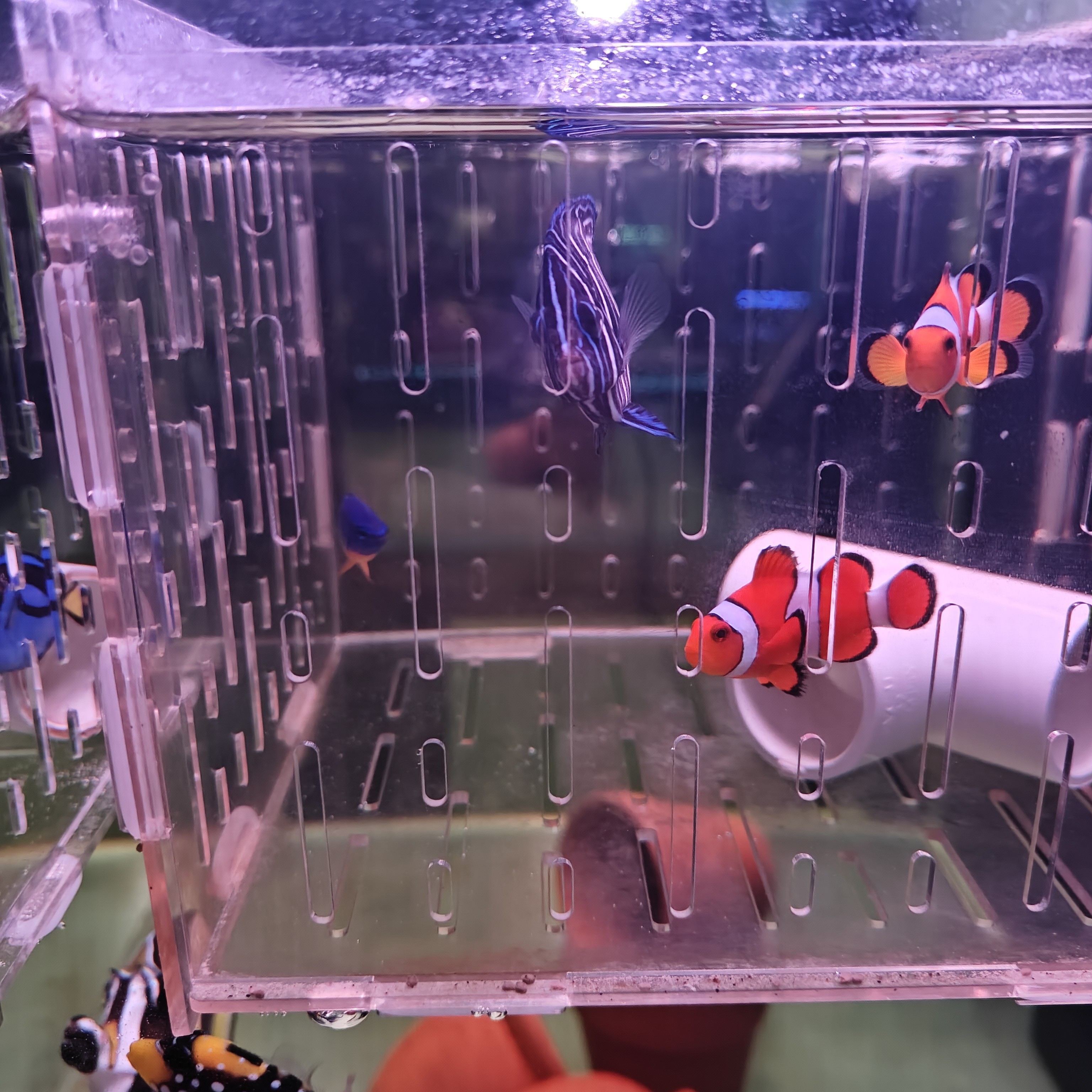 公子小丑对装，小丑炮弹，双色草莓，蓝吊