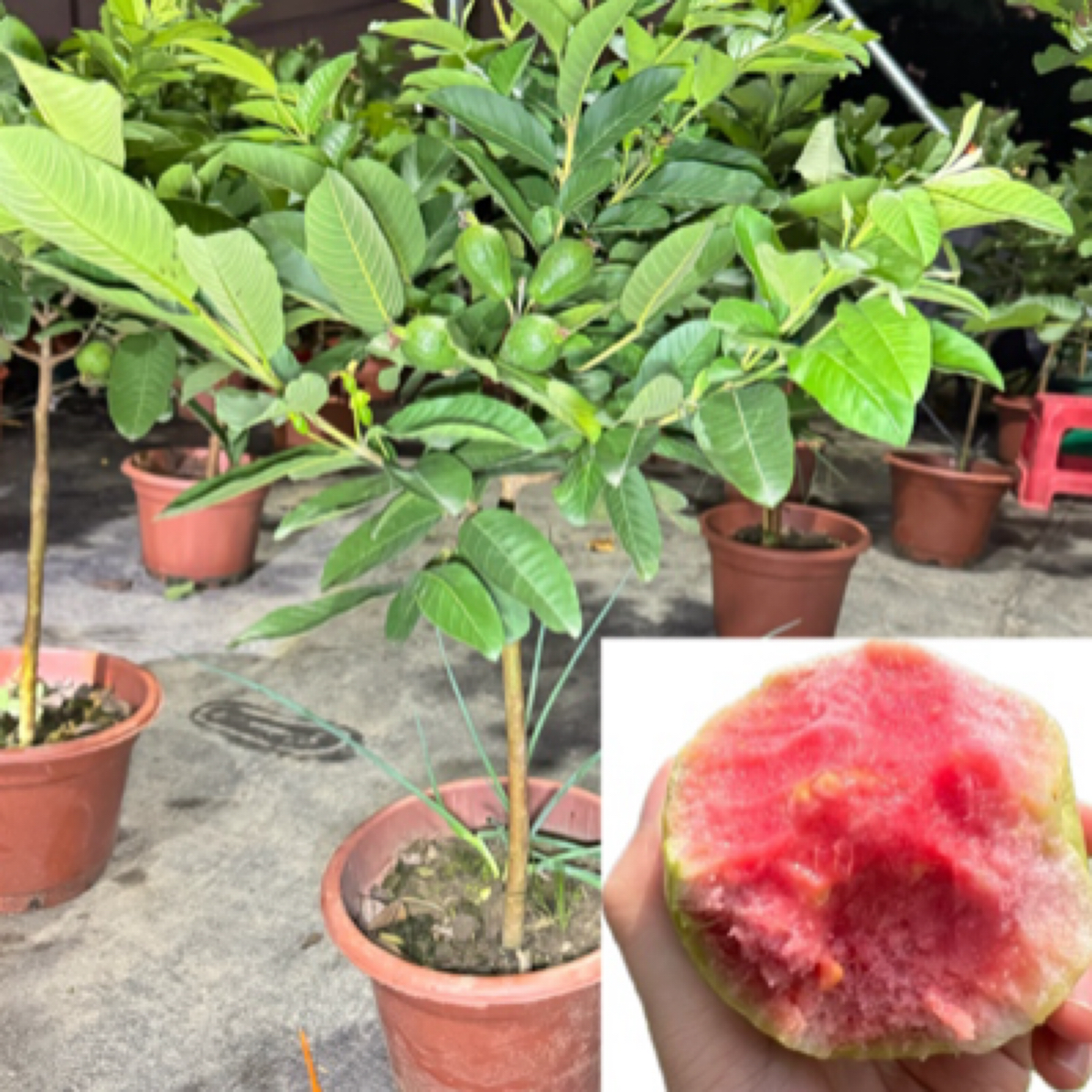 红宝石，西瓜红，胭脂红芭乐果树