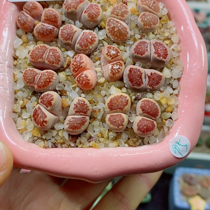 生石花花花花花花花999