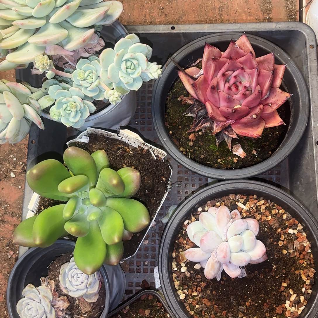 多肉植物框拍273号