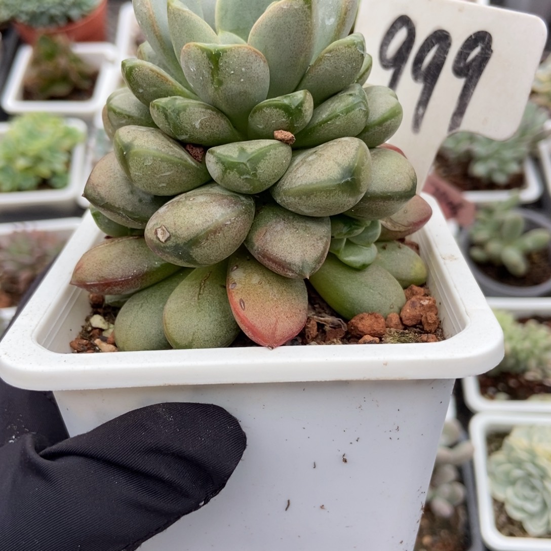 999葡萄多肉植物萃取