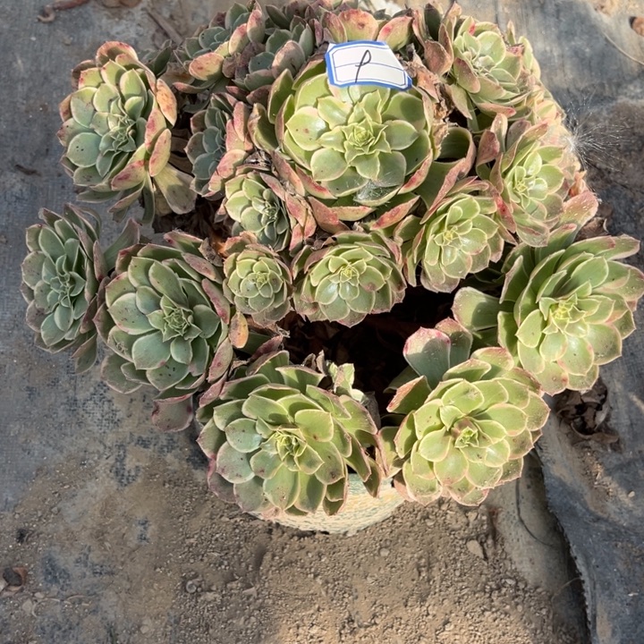 9粉花妖多少植物法师