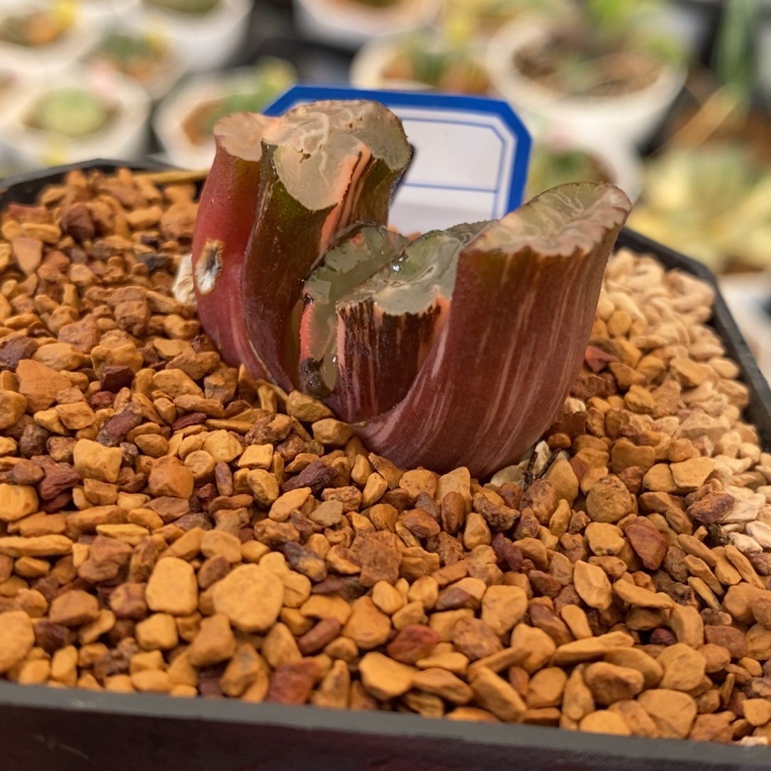 7号北斋玉扇锦多肉有伤