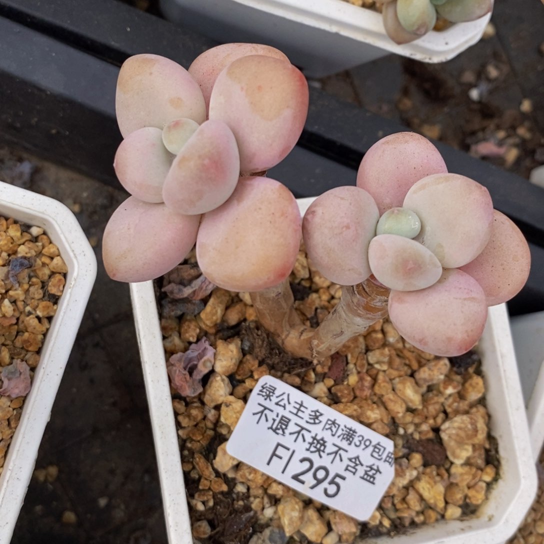 花朵洛神295/6cm多肉