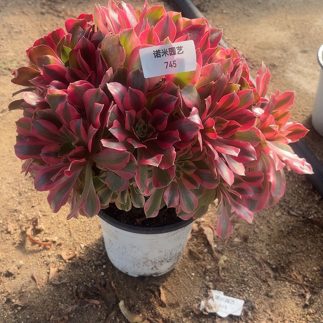 女妖大颗多肉植物745