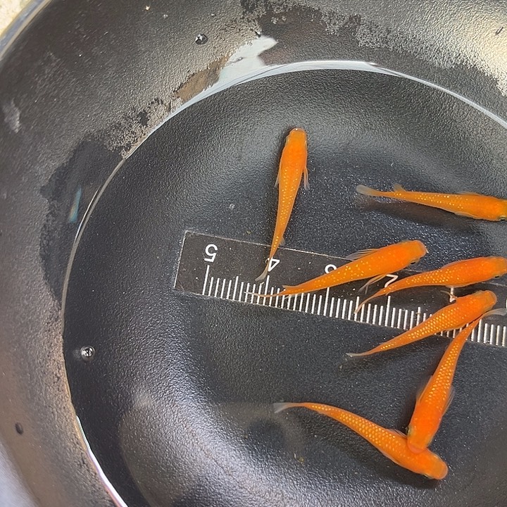 青鳉鱼观背青鱂鱼红蒂星光7条