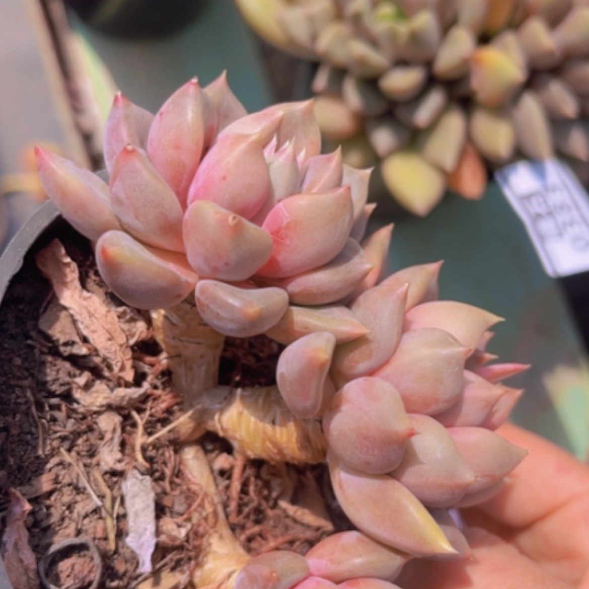【闪购商品】红象牙0384