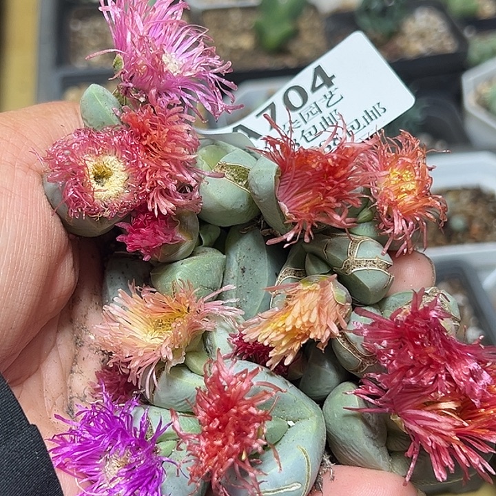 u***0704号金玲14颗多肉植物