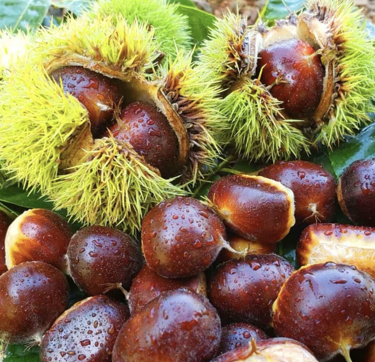 【燕山板栗】2025年燕山板栗颗粒饱满新鲜板栗