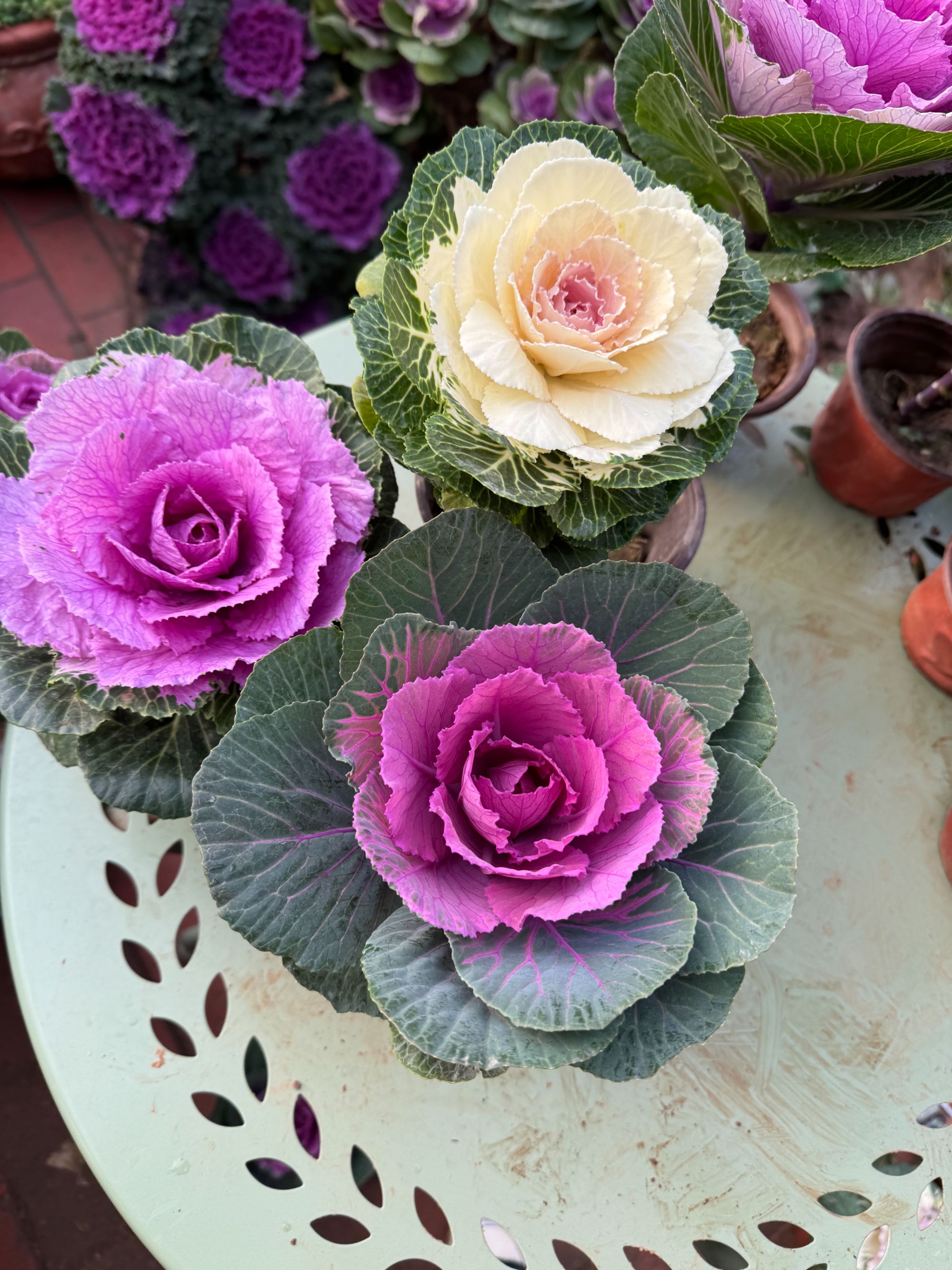 玫瑰系列多年生羽衣甘蓝盆栽老桩耐寒耐晒庭院花卉易养活观叶植物