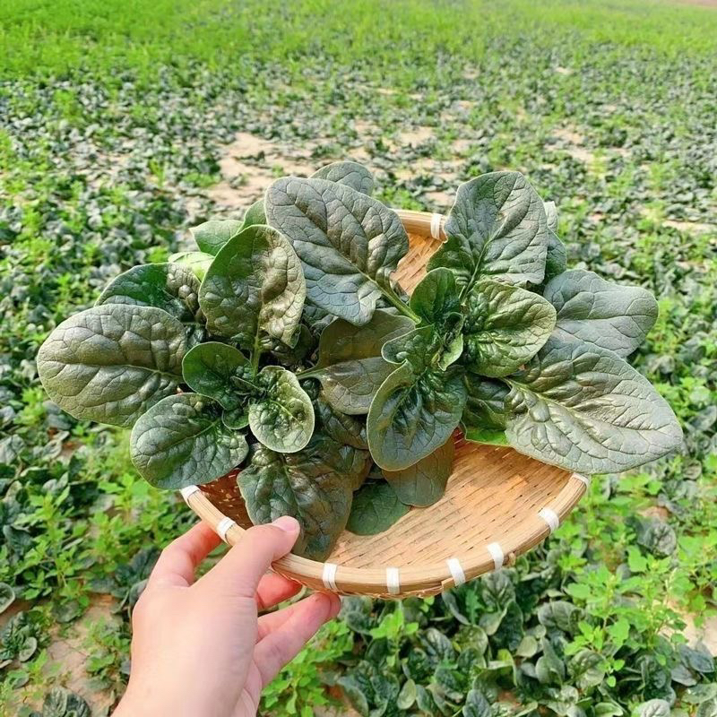 新鲜露天趴地红根菠菜现摘现发时令蔬菜