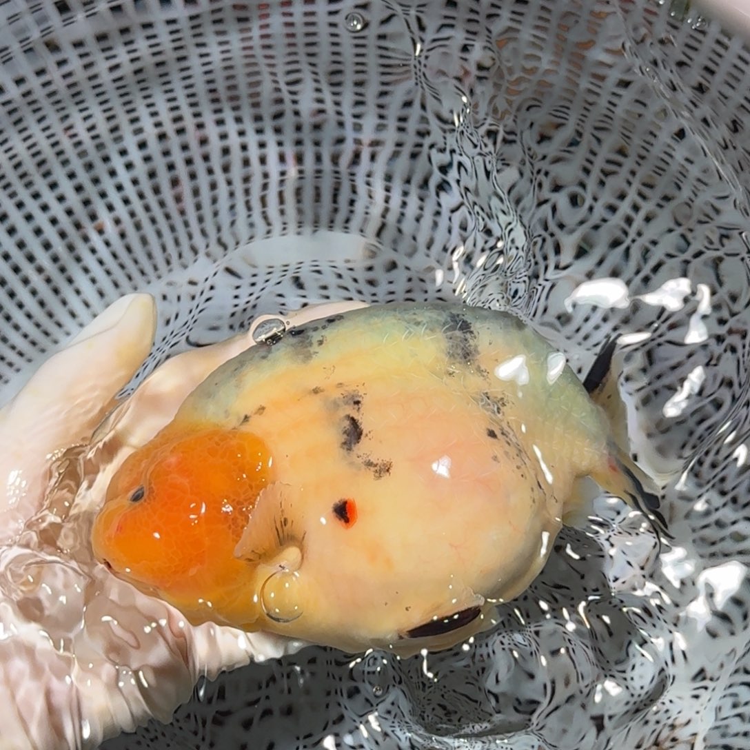 金鱼精品高货兰寿