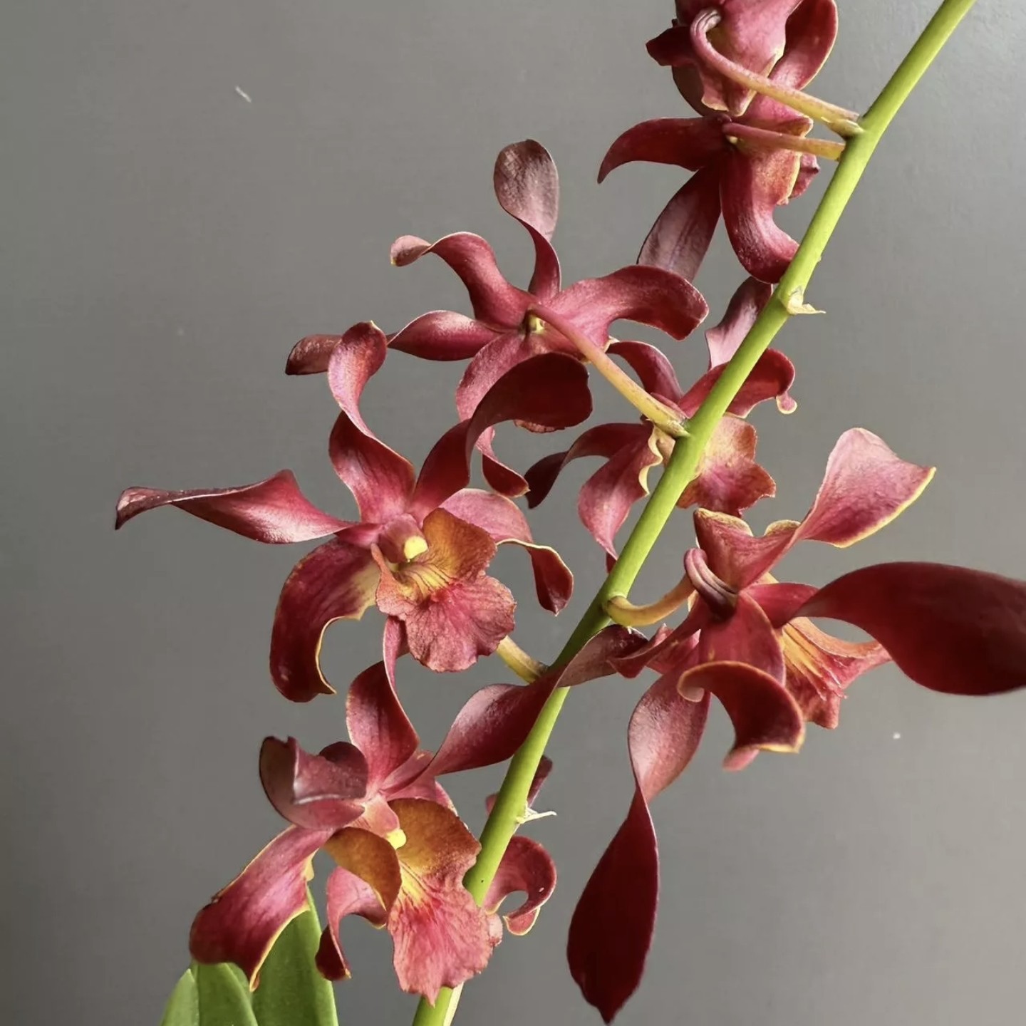 泰秋石斛兰 玛拿羚羊带花