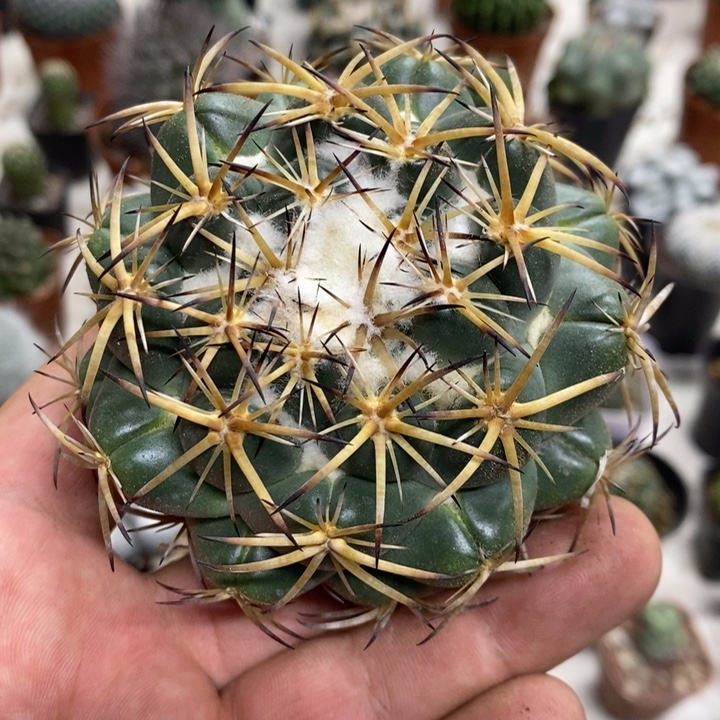 实生中号天丝象牙特价