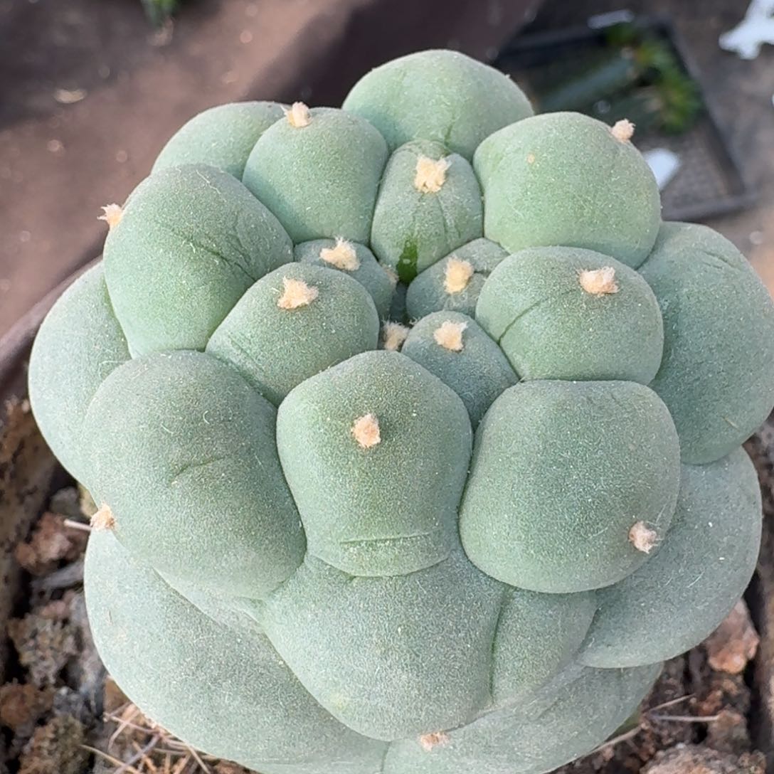 【闪购商品】苗接中庸系大尤鲜718