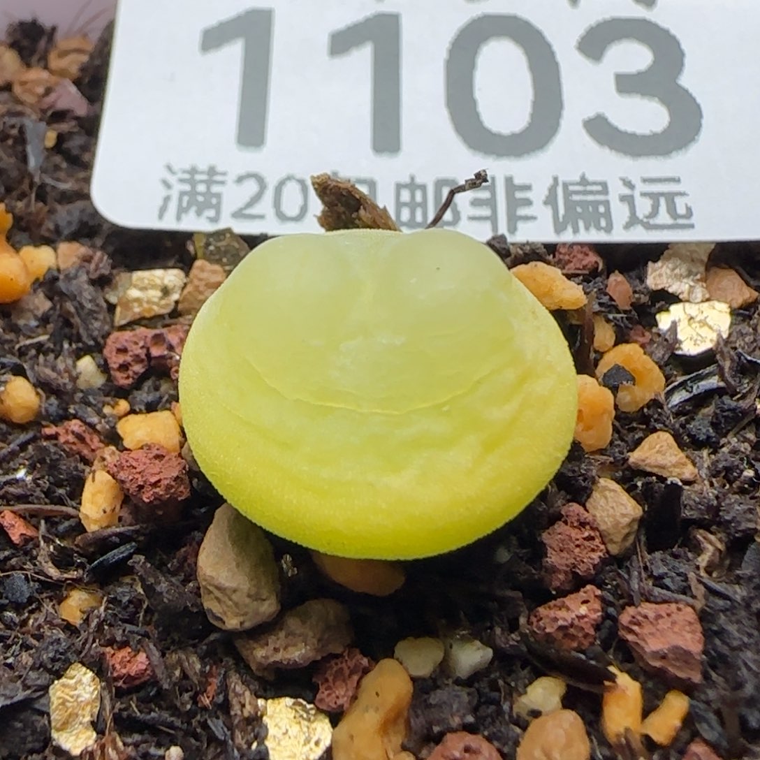 吴****脱土1.3。  1200。        