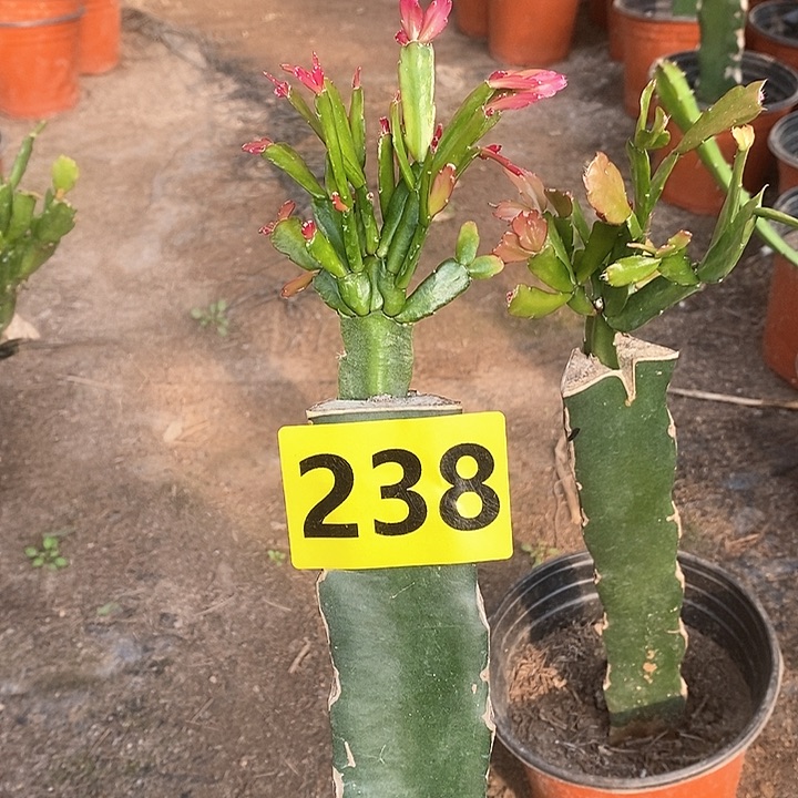 无花朵她****辰仙子/238号新疆不包邮
