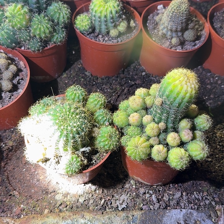 开***乐无花朵丽花哈哈哈哈哈哈