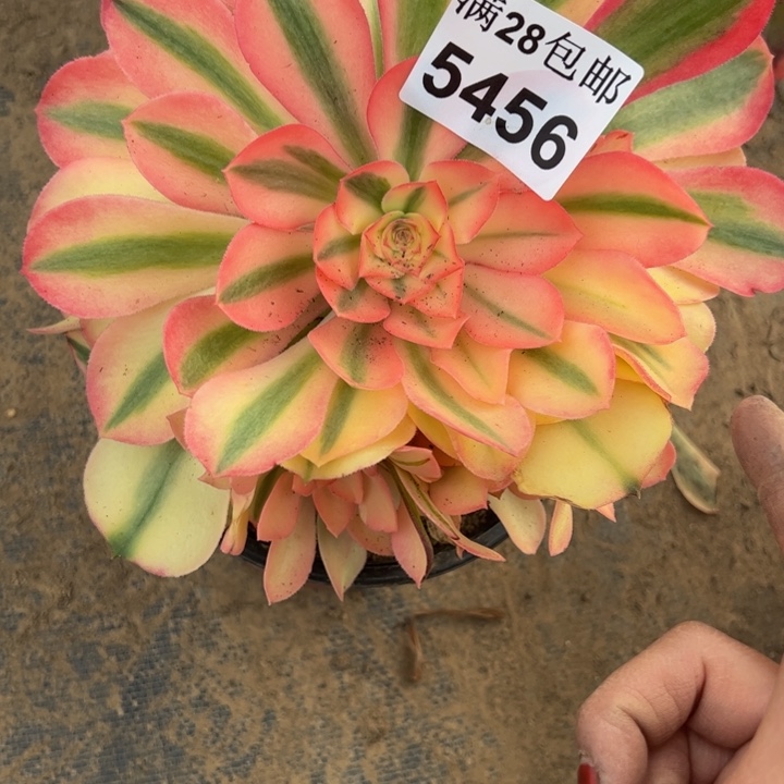 5456南香妃多肉植物