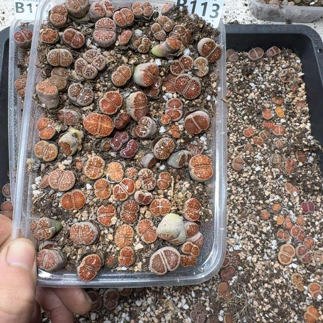 B113。 菊一大盒。福利