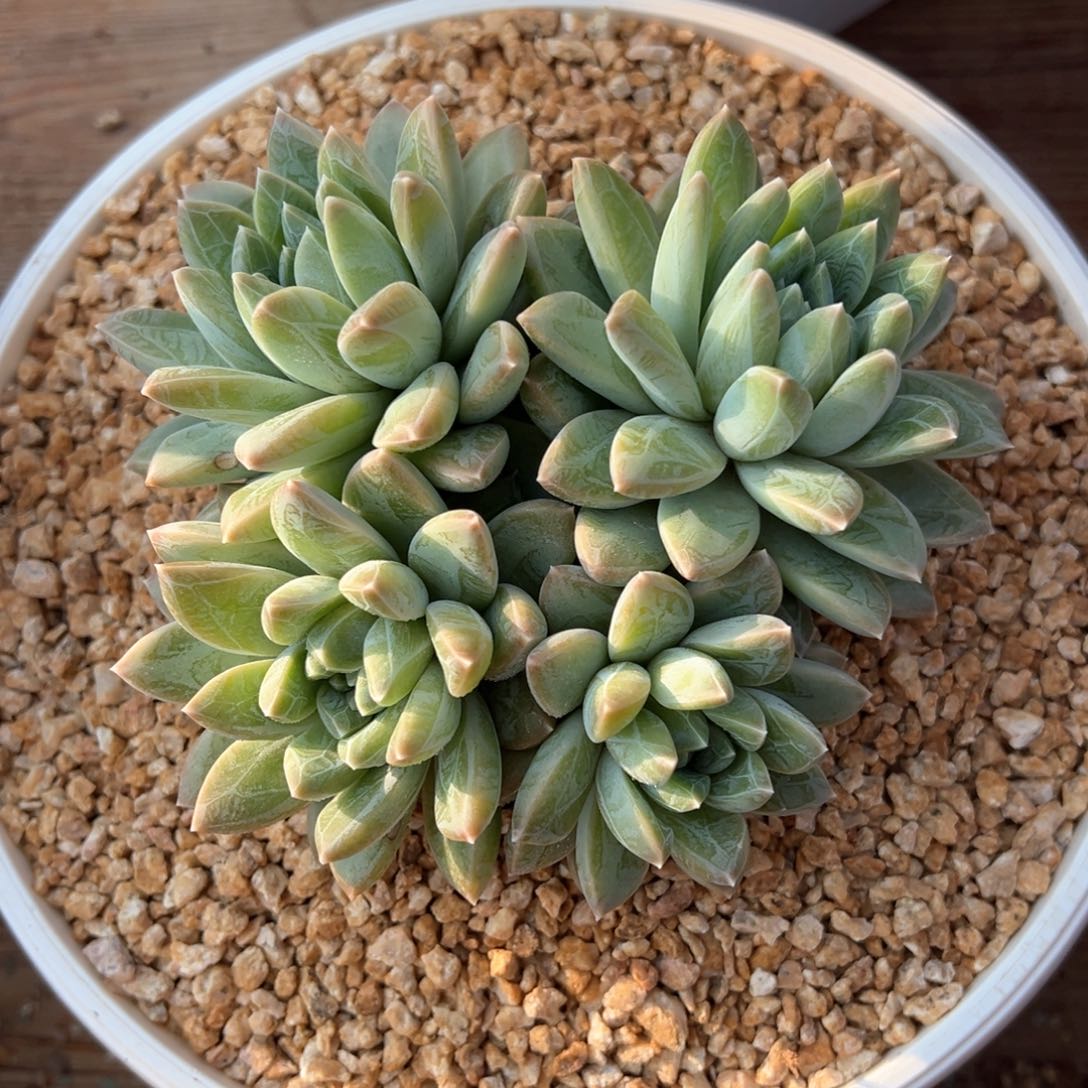 艾德理克多肉植物