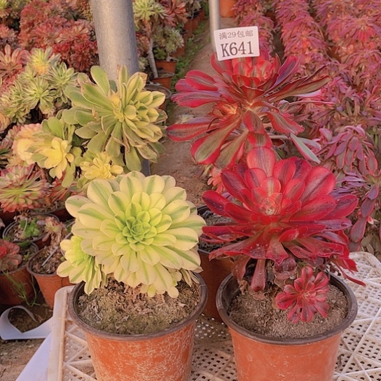 641   4颗多肉植物