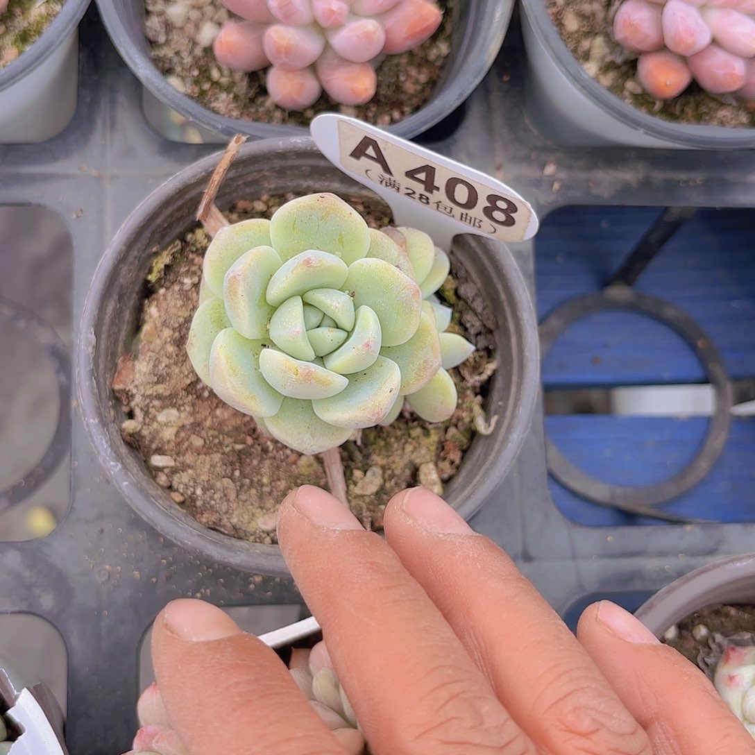 A408冰玉一物一拍