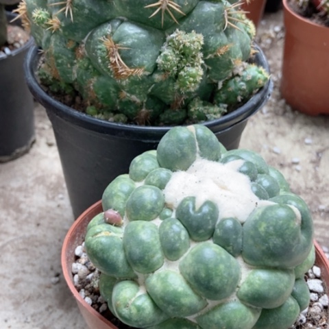 两种象牙仙人球50米仙人球