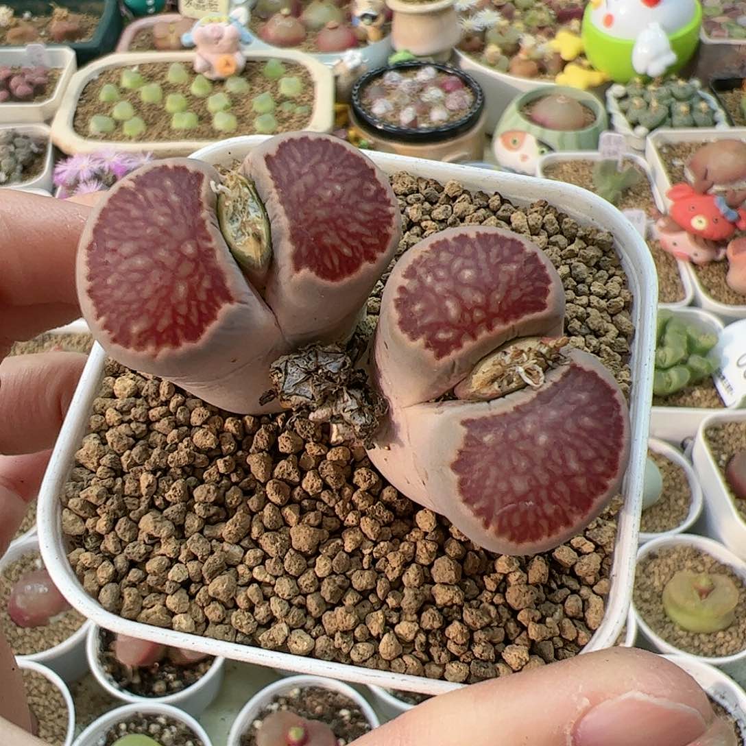 【闪购商品】188 带盆