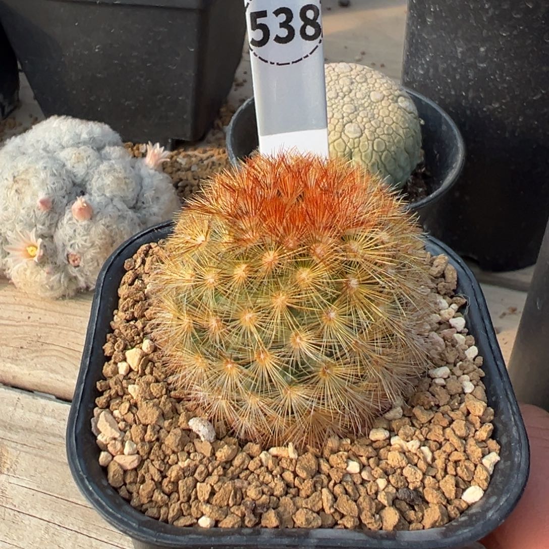 泰系嘉文丸多肉植物带盆土538