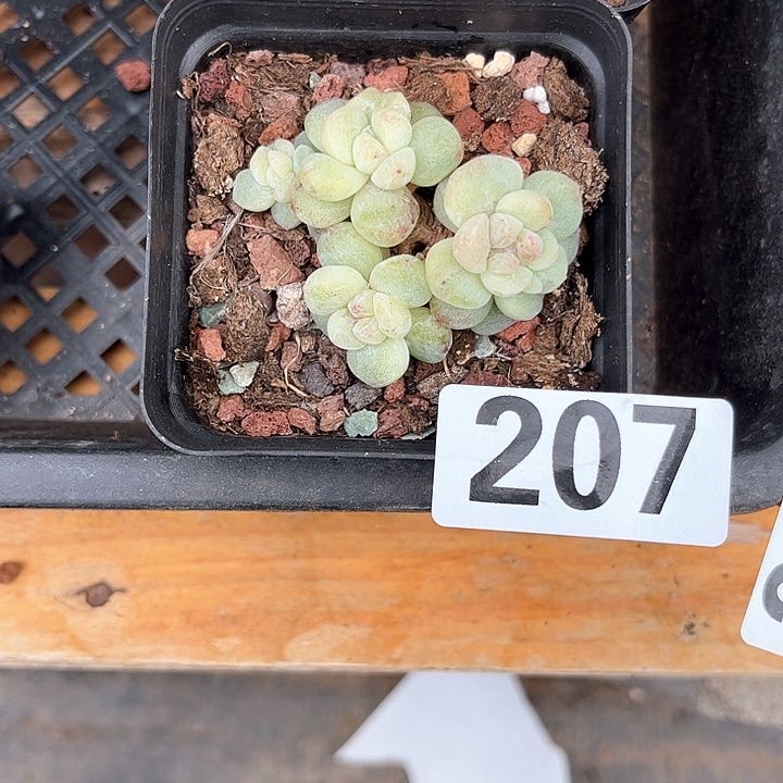 M****t多肉植物一物一拍