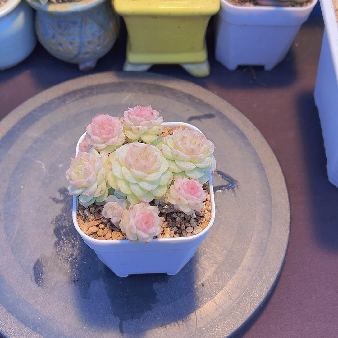 ?****灵犀珍妮，带盆发货，