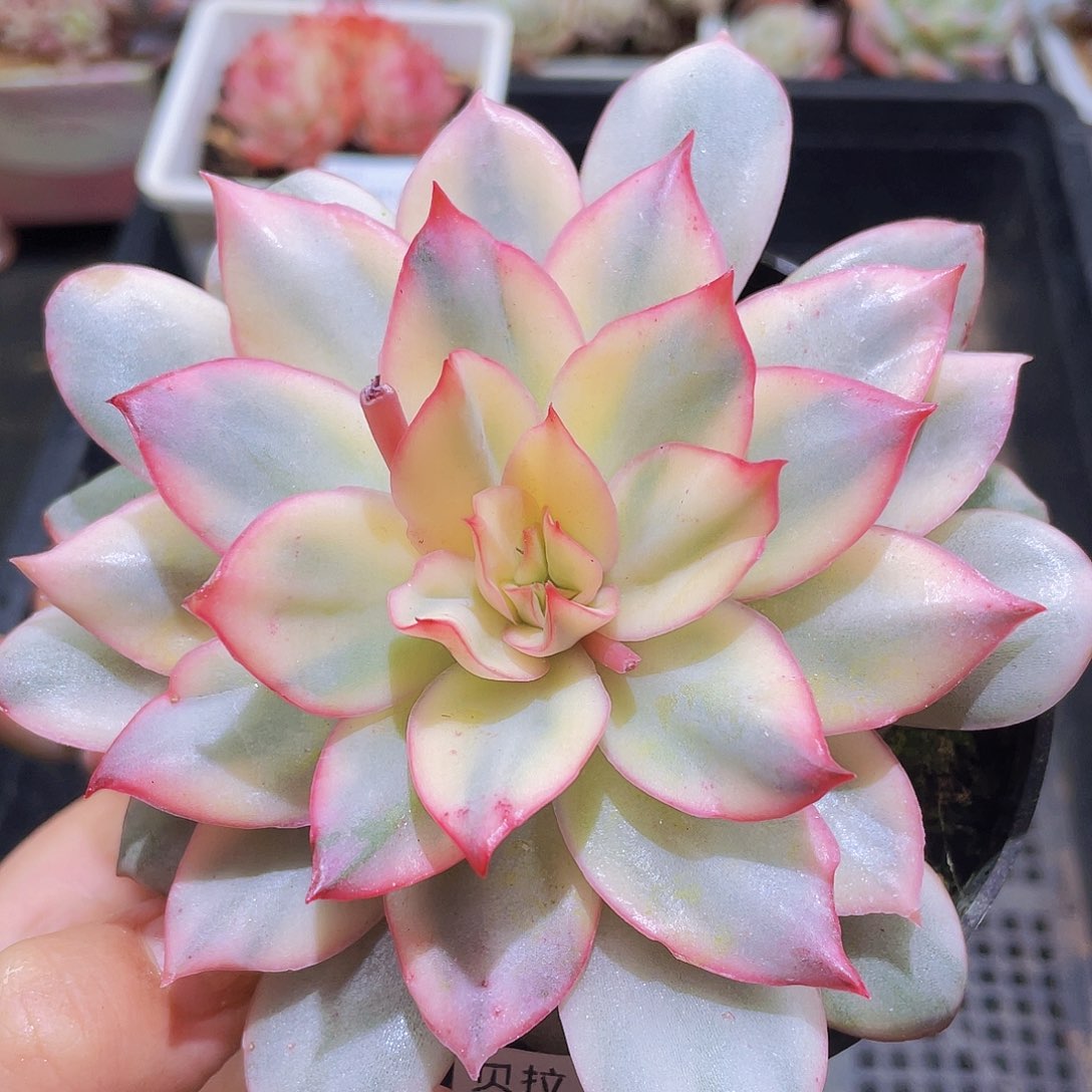 784 精品多肉一物一拍