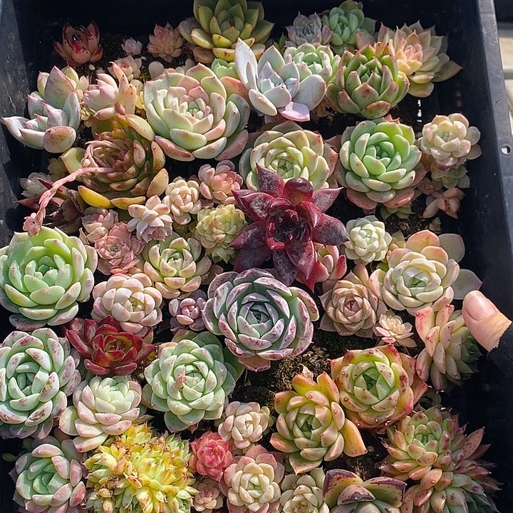 35 多肉植物盆栽花卉植物