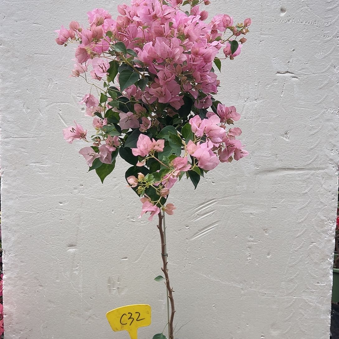 罗***葵大部分花苞少量开放C32暗丽