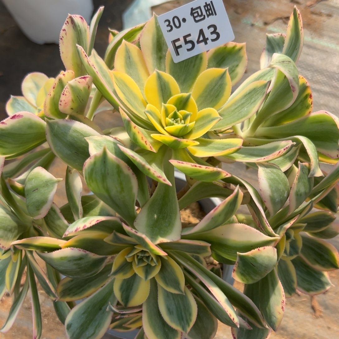 543灿烂多肉法师