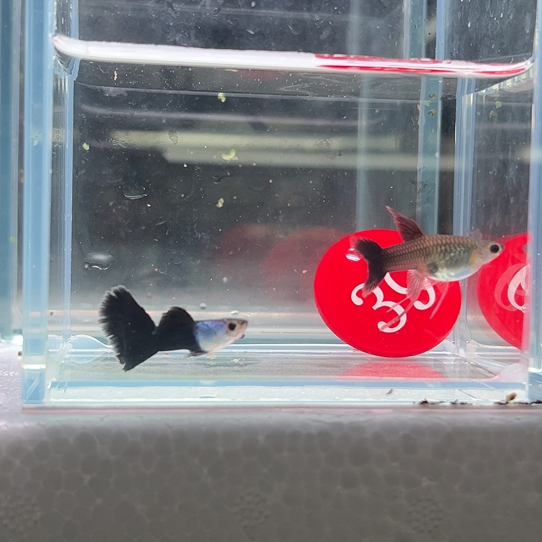 孔雀鱼艾尔银蓝尾39号 开箱视频报损